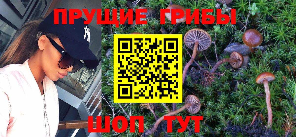 Галлюциногенные грибы Psilocybe Амурск
