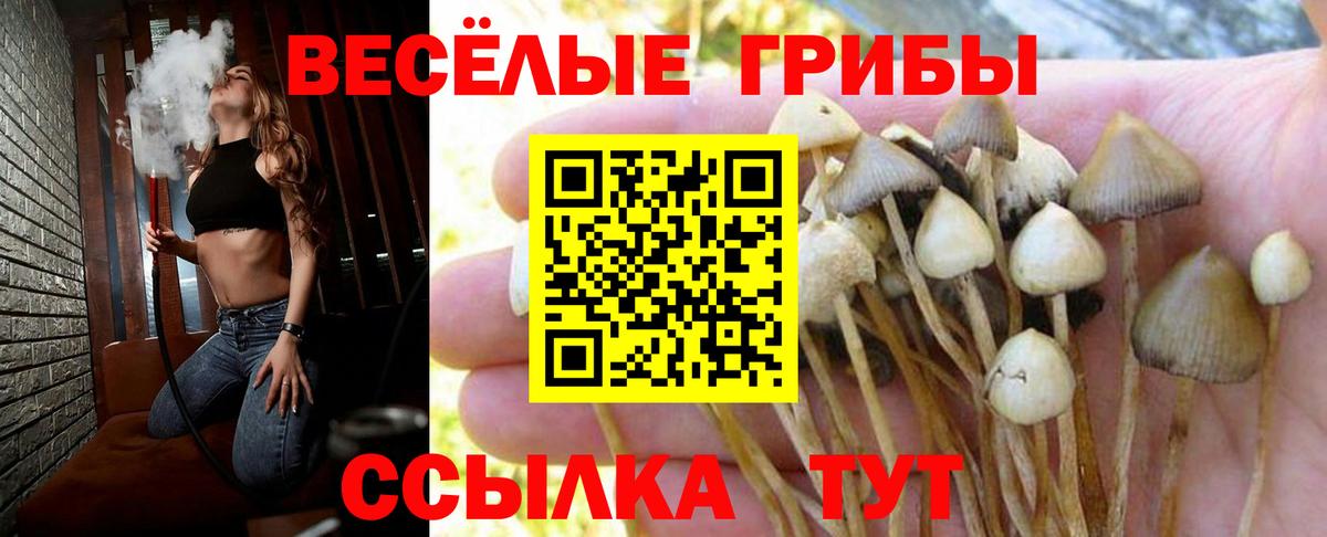 Амурск  продажа наркотиков  Псилоцибиновые грибы Cubensis  Вход с VPN  Псилоцибиновые грибы Cubensis 